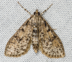 Palpita aenescentalis