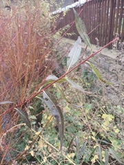 Salix alba