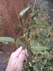 Salix alba
