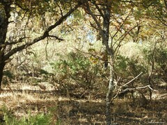 Adenocarpus hispanicus