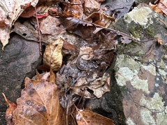 Plethodon ventralis