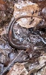 Plethodon ventralis