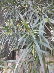 Podocarpus salignus