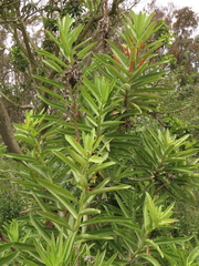 Lobelia excelsa