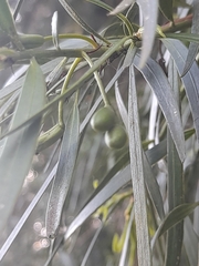 Podocarpus salignus