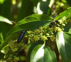 Myrapetra
