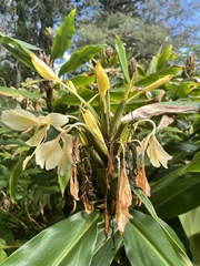 Hedychium flavescens
