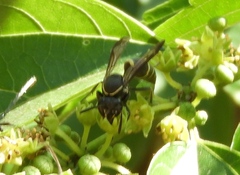 Myrapetra