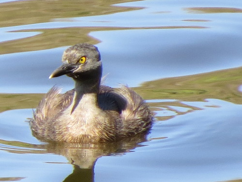 Least Grebe