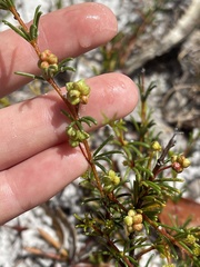 Acacia baueri