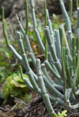 Ceropegia dichotoma image