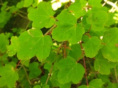 Acer opalus