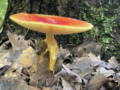 Amanita