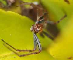 Novaranea