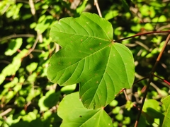 Acer opalus