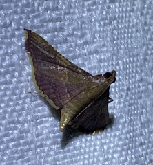 Endotricha mesenterialis