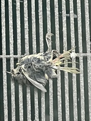 Geothlypis trichas