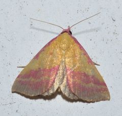 Phytometra rhodarialis