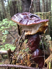 Ganoderma oregonense