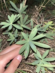Lupinus