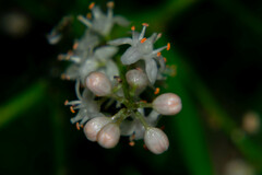 Asparagus densiflorus