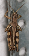 Melanoplus ponderosus