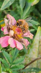 Apis mellifera