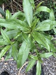 Myoporum laetum