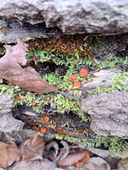 Scutellinia
