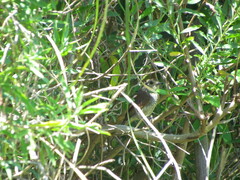 Thamnophilus ruficapillus