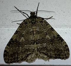 Epirrita dilutata