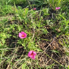 Modiolastrum gilliesii