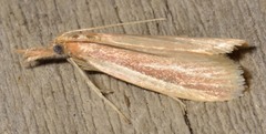 Peoria roseotinctella