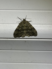 Epirrita dilutata
