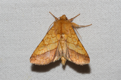 Pyrrhia umbra