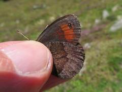 Erebia pronoe