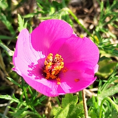 Modiolastrum gilliesii