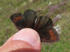Erebia pronoe