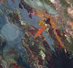 Microlipophrys nigriceps