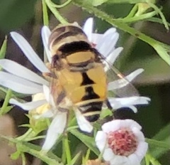 Palpada pusilla