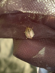 Paropsisterna m-fuscum