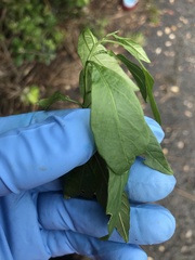 Solanum pseudocapsicum