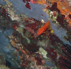 Microlipophrys nigriceps