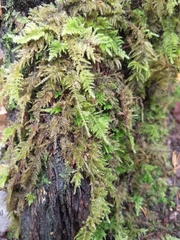 Dendroalsia abietina