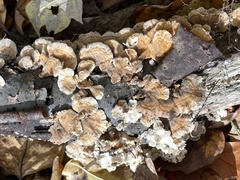 Trametes ochracea