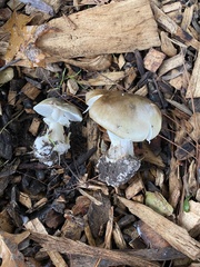 Amanita phalloides
