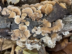 Trametes ochracea