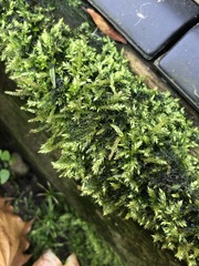 Rhynchostegium confertum