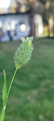 Phalaris canariensis