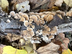 Trametes ochracea